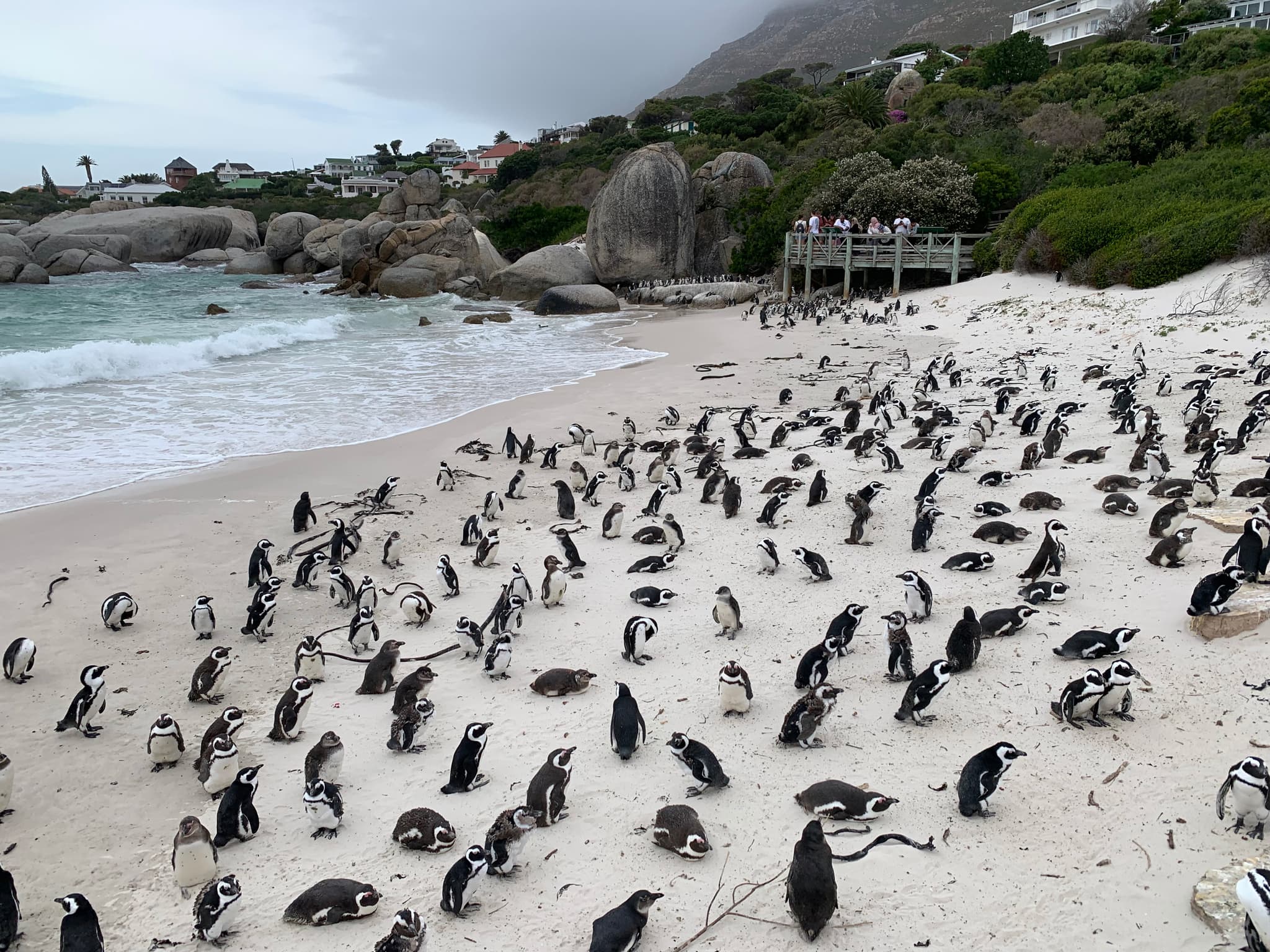 Penguins in Cape town