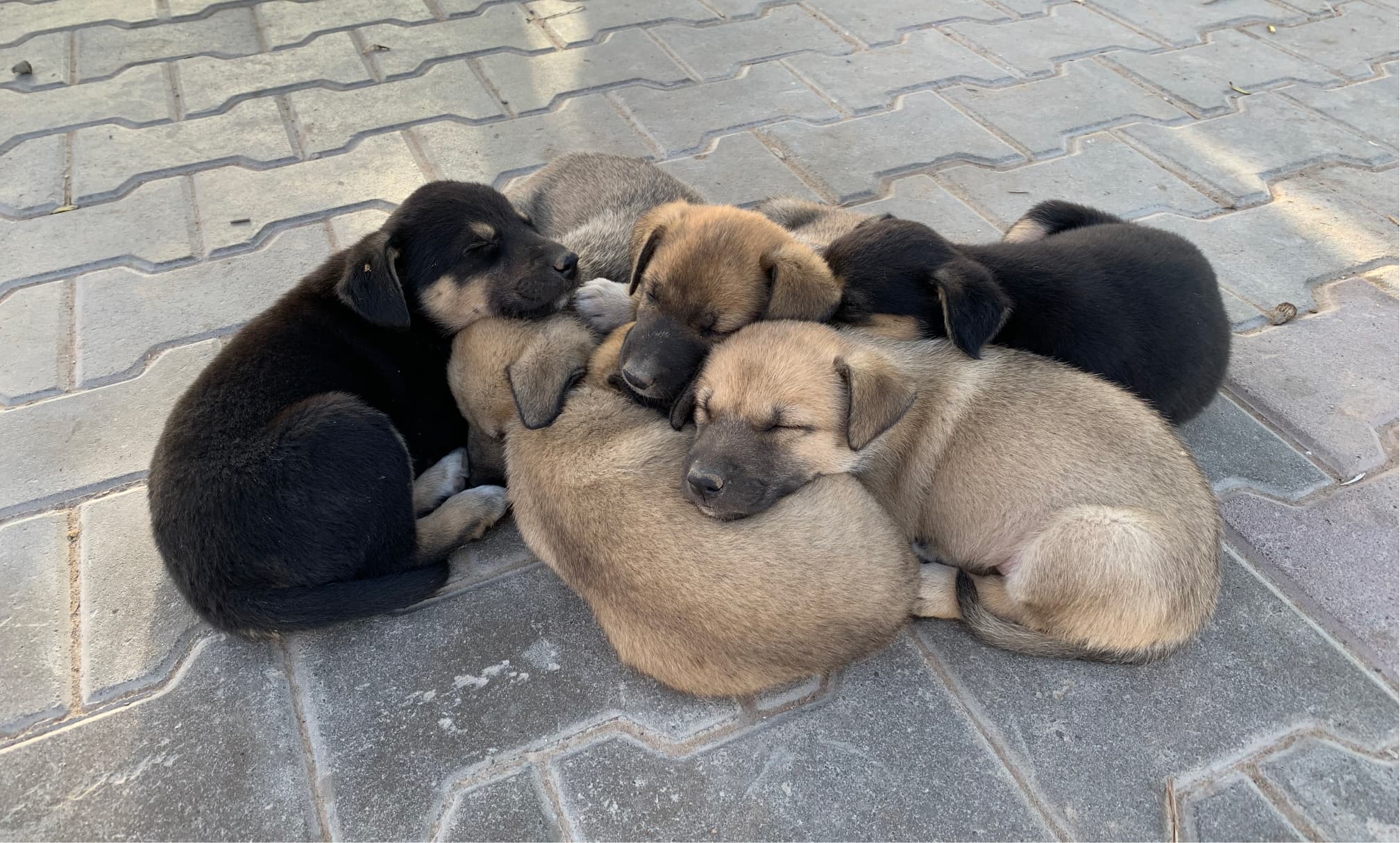 Puppies of Taghazout